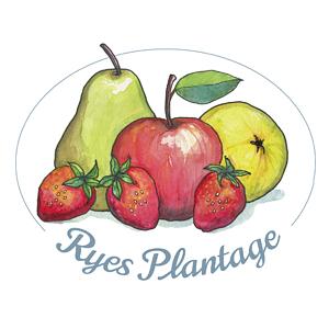 Ryes-Plantage